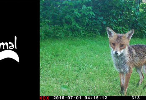 A fox appears on a mammal recording camera