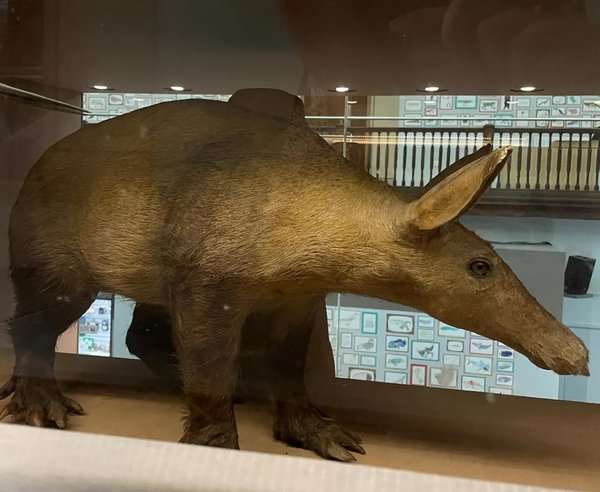 Aardvark on display in the Living Planet Gallery