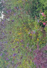 Flowers at Stephenson Steam Railway