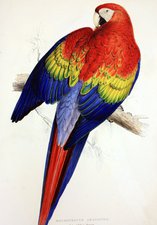 Red and Yellow Maccaw’ from Edward Lear’s Illustrations of Parrots, 1832