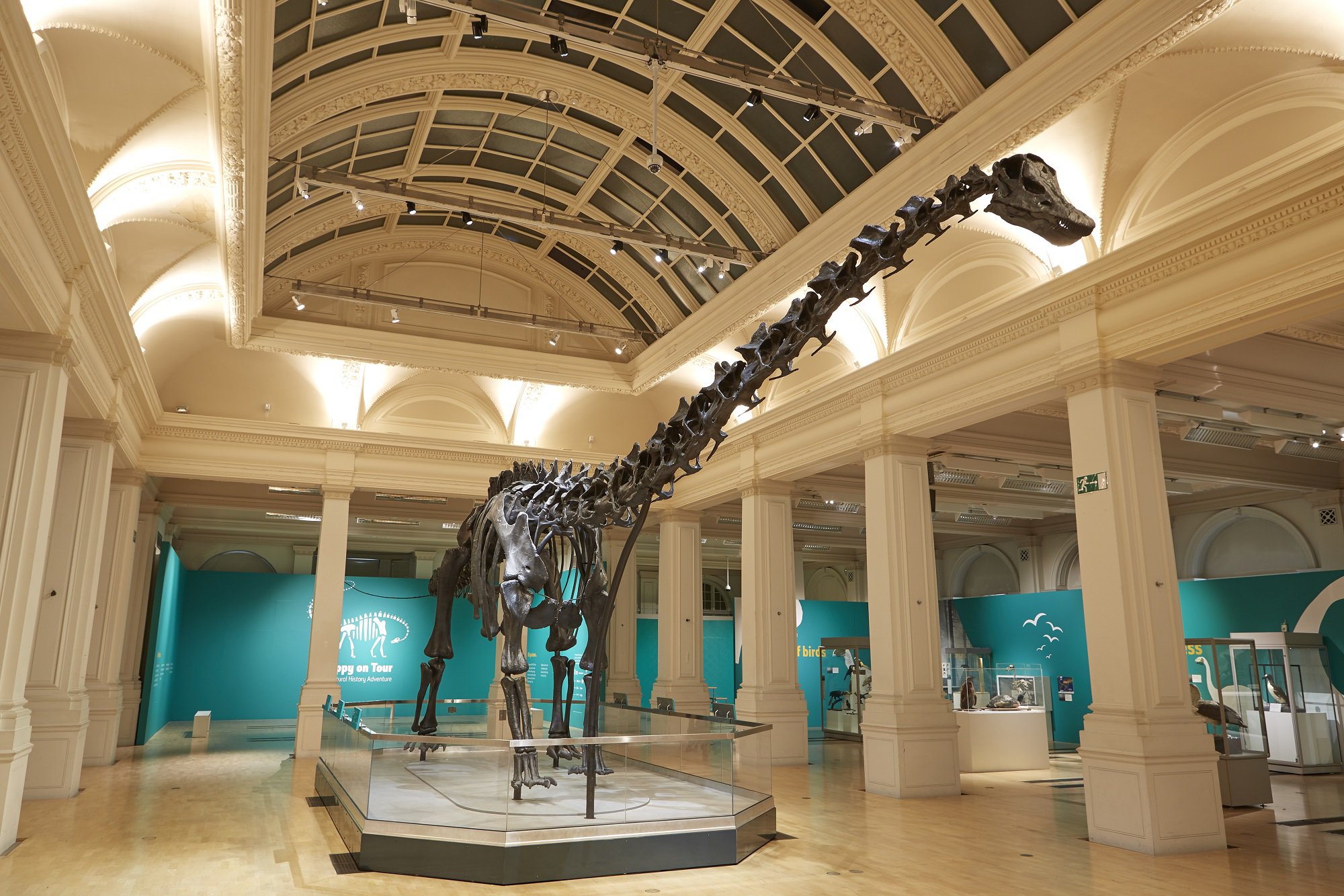 Dippy the Diplodocus as seen recently at Birmingham Museum & Art Gallery