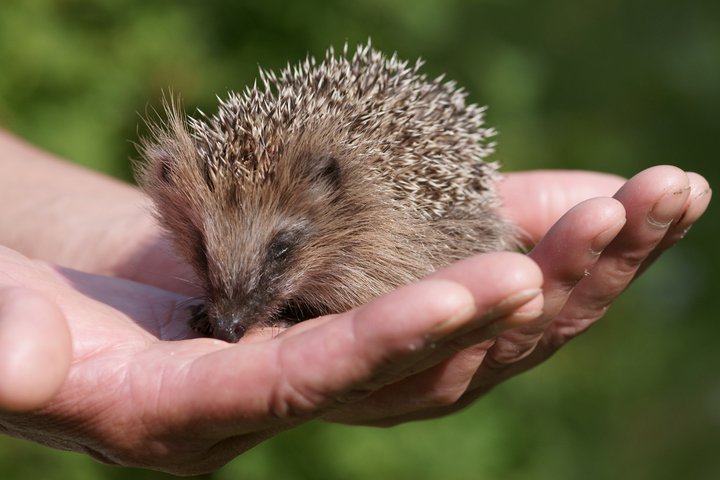 Juvenile hedgehog in palm of man's hand