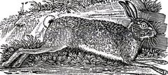 A print of a hare running, by artist Thomas Bewick
