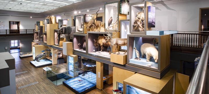 The Living Planet, a collection of taxidermy and model animals.