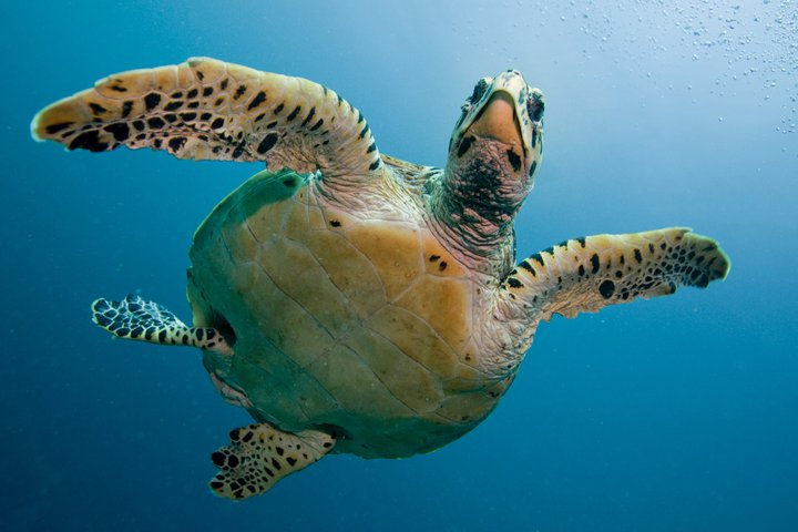 A turtle swimming underwater