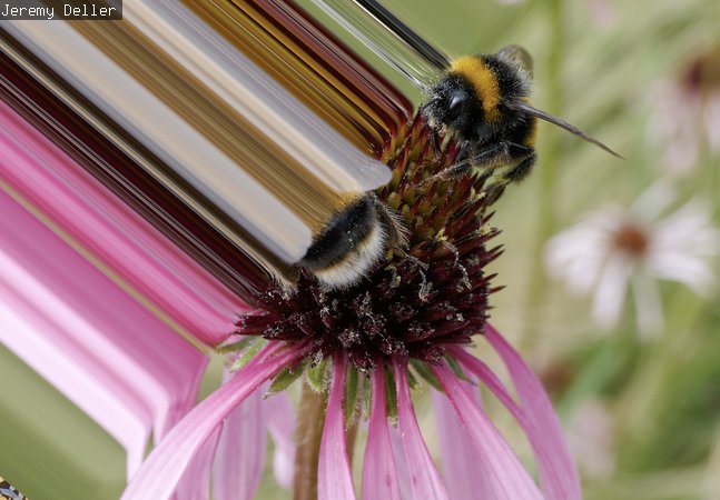 Bee 