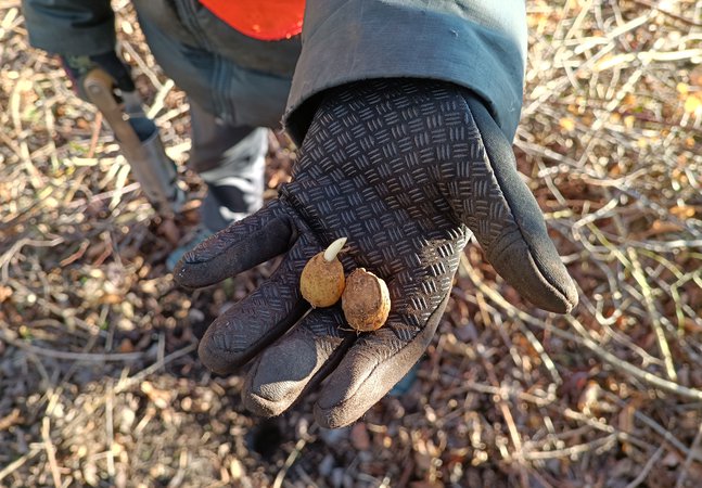 Hand holding a plant bulb
