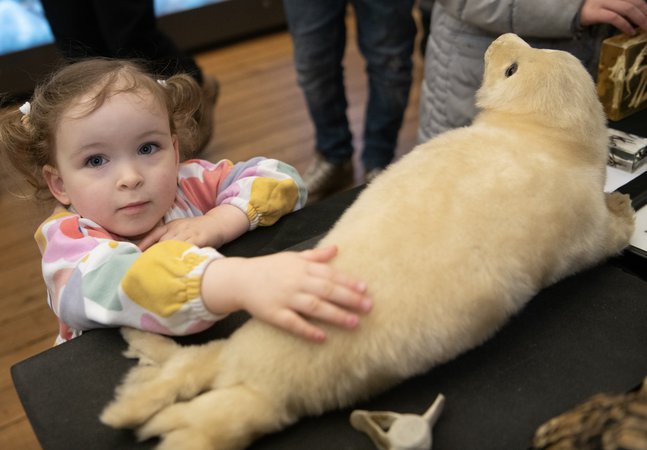 A child touches a taxidermy seal. 