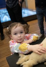 Young child touches a taxidermy seal