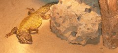 Gizmo the dwarf spinny tailed lizard