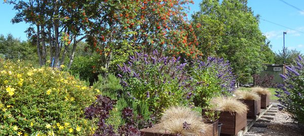 Rewilded Woodland Walk with flowers in bloom and blue skies