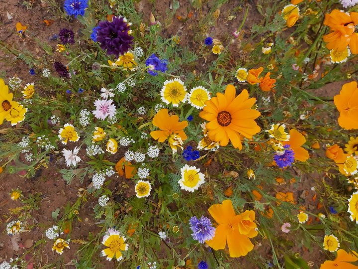 Wild flowers