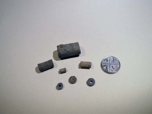 Photo of loose crinoid fossils