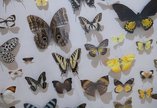 Butterfly specimens in a museum