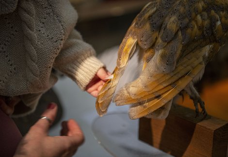 A child's hand touches bird feathers