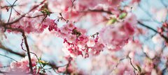 Cherry blossom tree