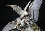 A taxidermy falcon attacking a heron