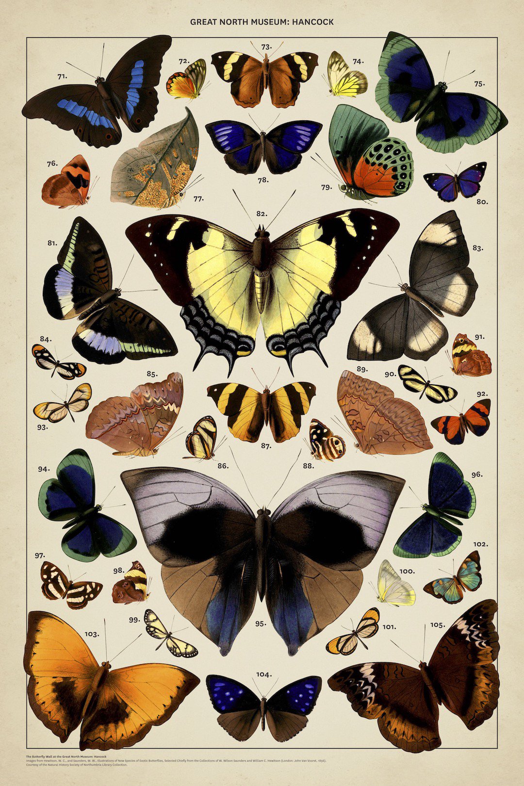 Images from Hewitson, W. C., and Saunders, W. W., Illustrations of New Species of Exotic Butterflies, Selected Chiefly from the Collections of W. Wilson Saunders and William C. Hewitson (London: John Van Voorst, 1856). Courtesy of the Natural History Society of Northumbria Library Collection.