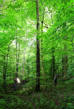 Two people stand in the forest. One points a light at the other.