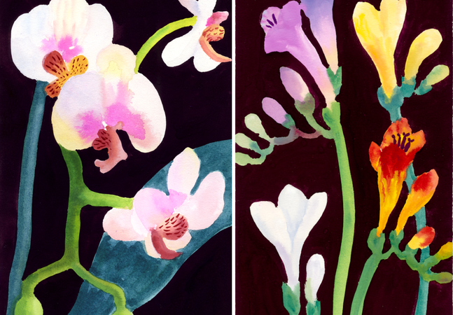 Two watercolours of flowers, orchids on the left and freesias on the right