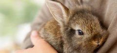 Animal Handling Session: Image of a brown rabbit in the arms of a child