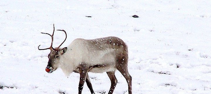 reindeer