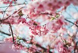 Cherry blossom tree