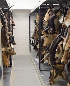 A rack of game trophies from the Chapman collection in the Great North Museum resource centre