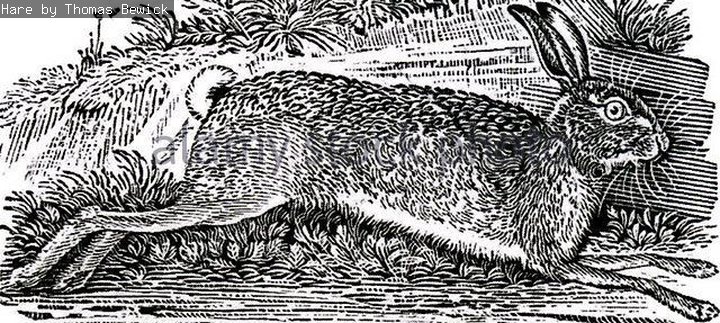 A print of a hare running, by artist Thomas Bewick