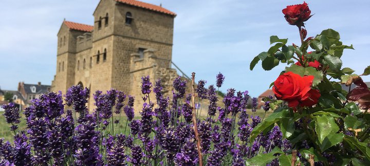Lavender and roses in Roman garden