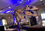 Replica T. rex at the Great North Museum