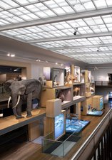 View of the Living Planet gallery at Great North Museum