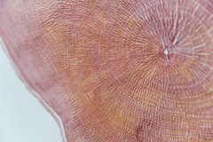 A detail of 'History'- one of five Heartwood prints created from a disc of the felled Sycamore Gap tree by printmaker Shona Branigan ©National Trust Images The House of Hues.jpg