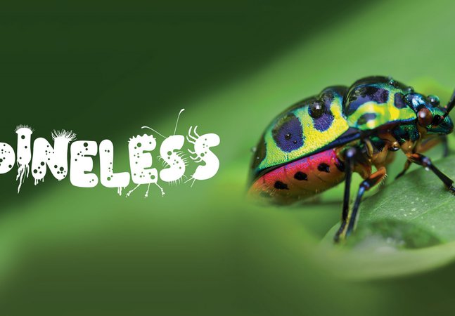 Spineless logo and green beetle