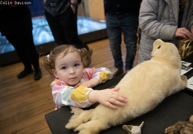 Young child touches a taxidermy seal