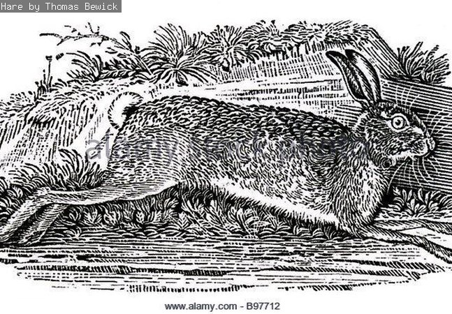 A print of a hare running, by artist Thomas Bewick