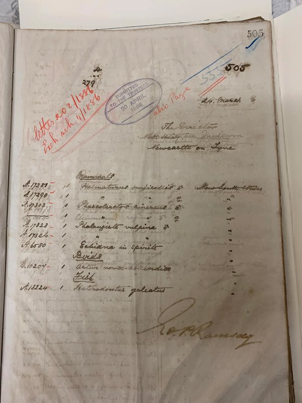 Australian Museum original accession records &mdash; our wallaby is listed as specimens A17281 and A17290 ( &copy; Australian Museum courtesy of Robert Dooley)