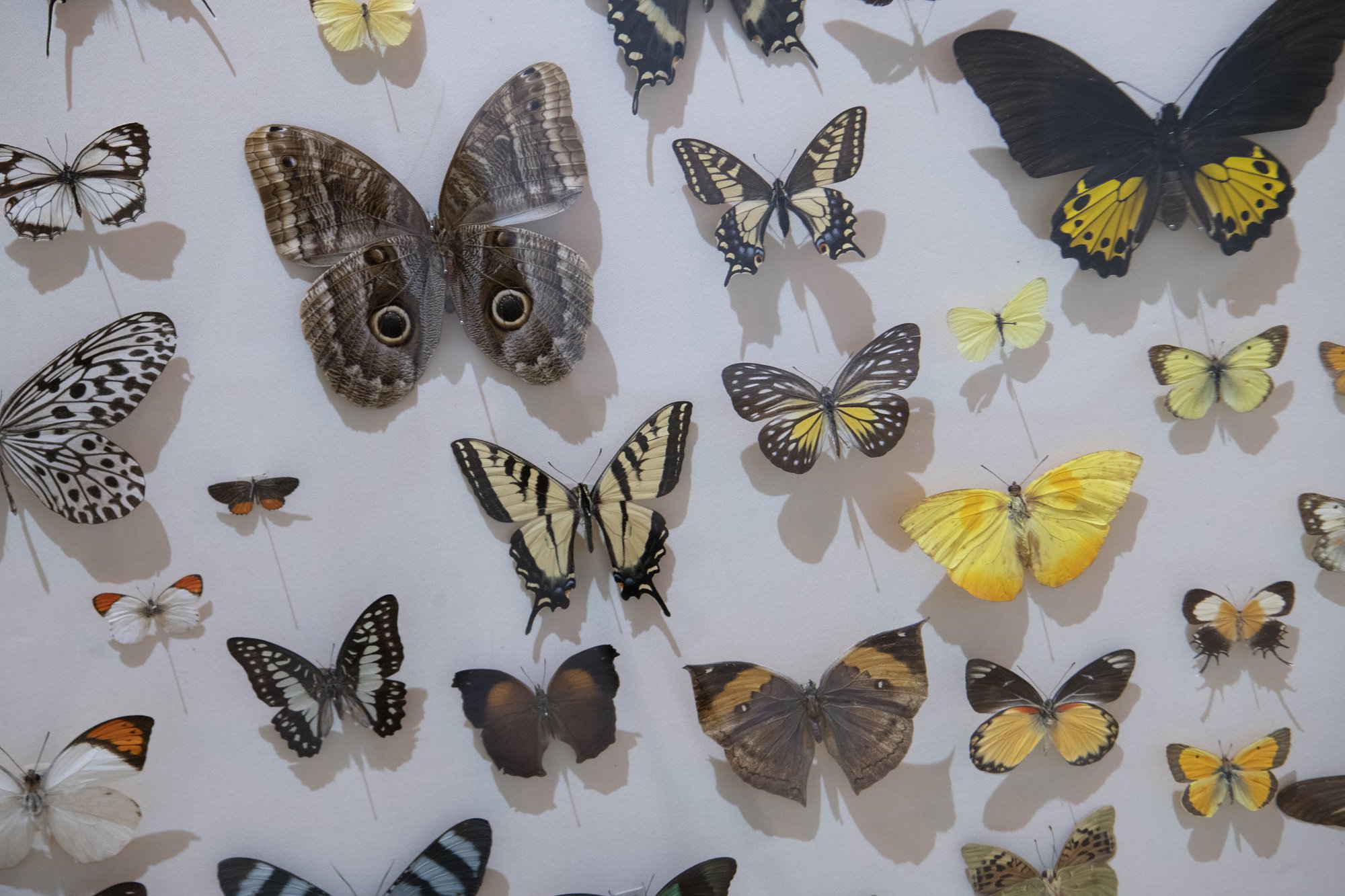 Butterfly specimens in a museum.