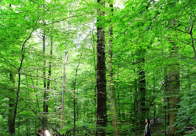 Two people stand in the forest. One points a light at the other.