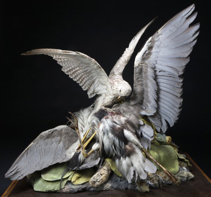 A taxidermy falcon attacking a heron
