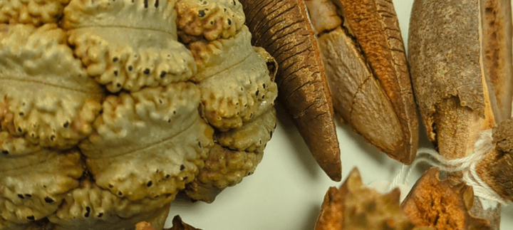 seeds