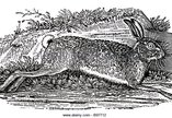 A print of a hare running, by artist Thomas Bewick