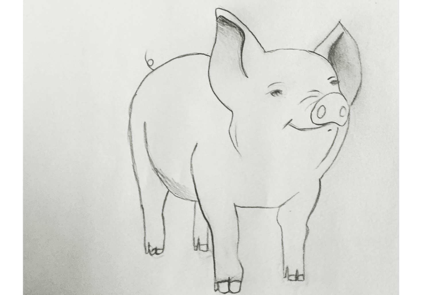 pig