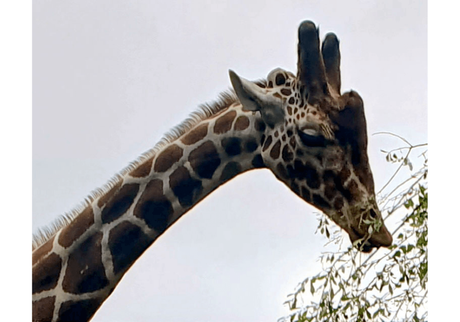 giraffe
