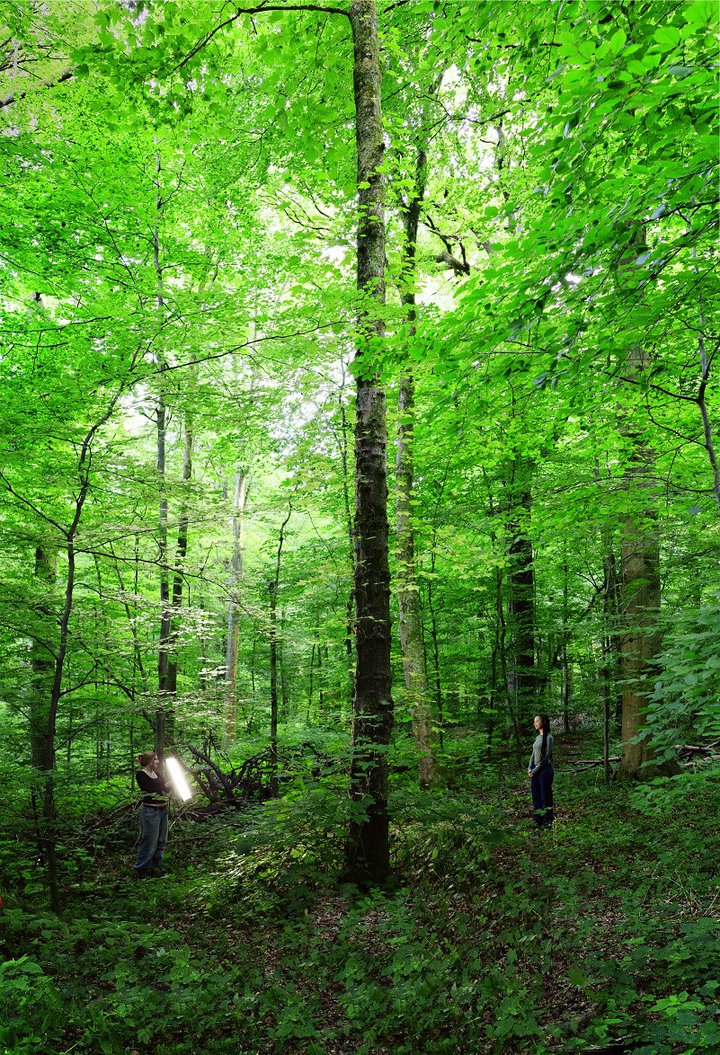 Two people stand in the forest. One points a light at the other.
