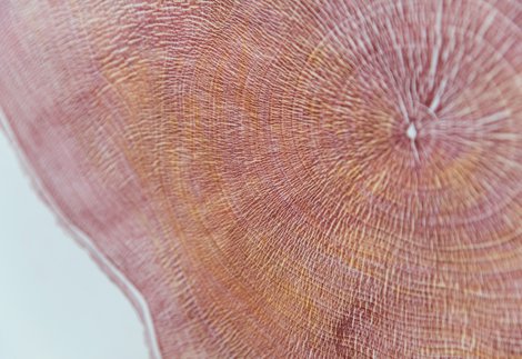 A detail of 'History'- one of five Heartwood prints created from a disc of the felled Sycamore Gap tree by printmaker Shona Branigan ©National Trust Images The House of Hues.jpg