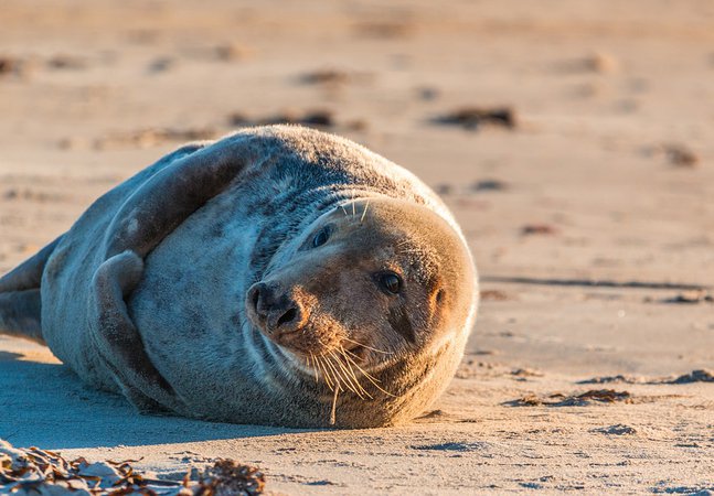 Grey Seal