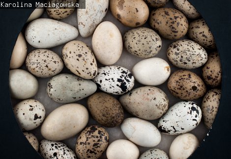 Birds eggs