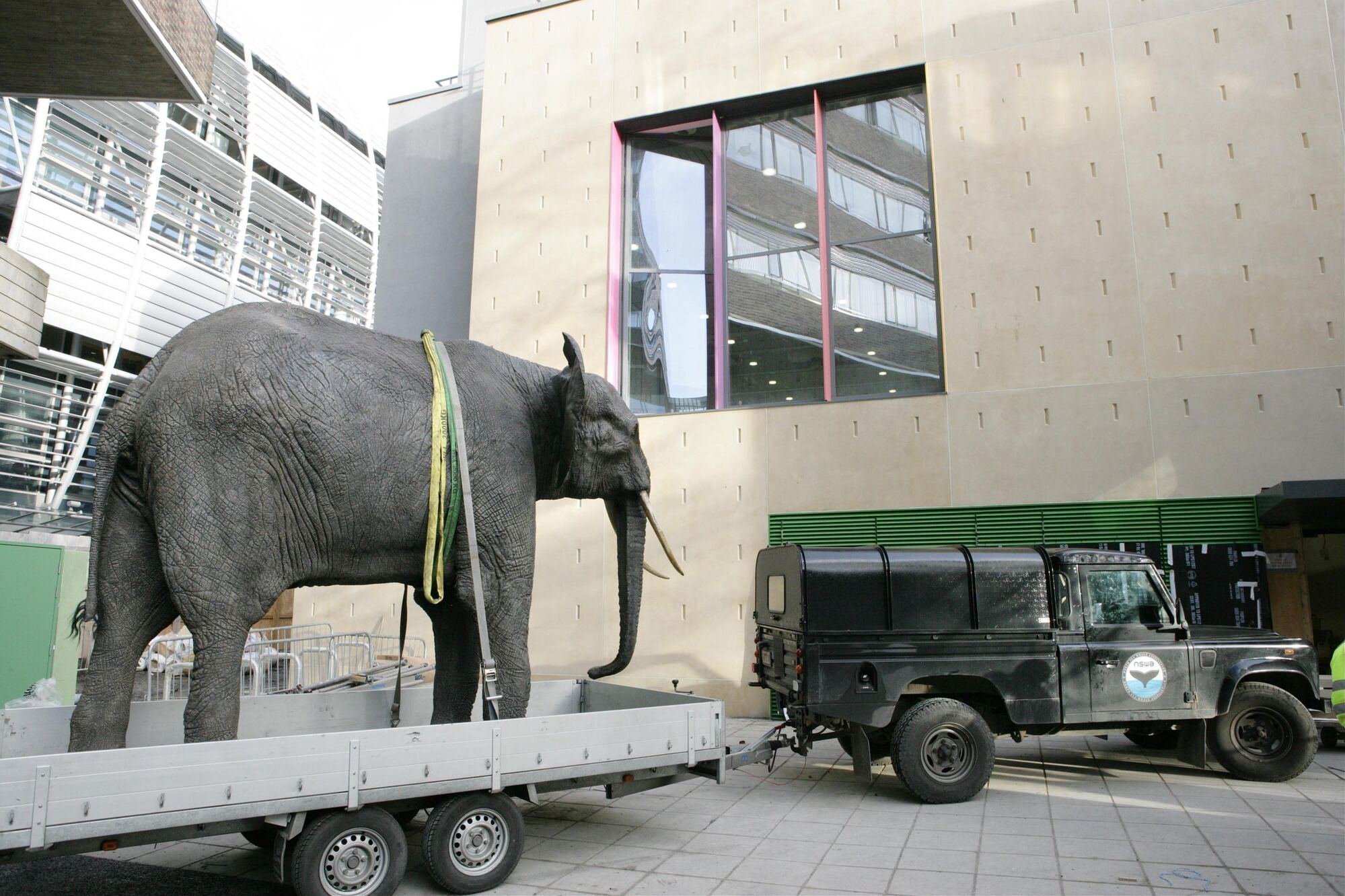 Elephant arriving at GNMH