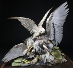 A taxidermy falcon attacking a heron